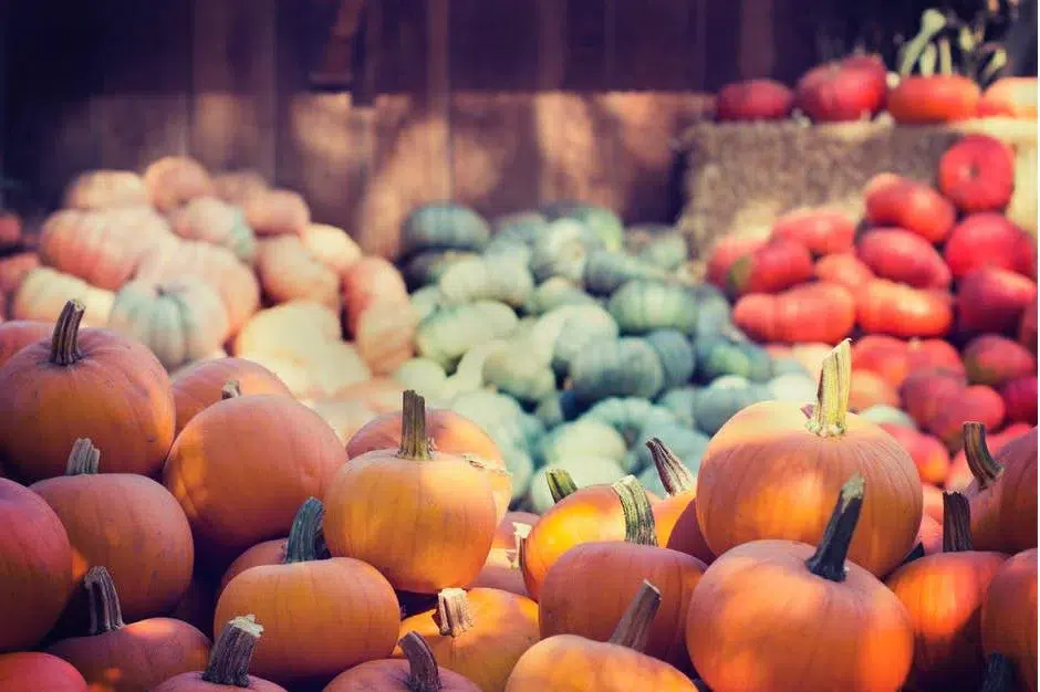 an image of hundreds of pumpkins at a pumpkin farm